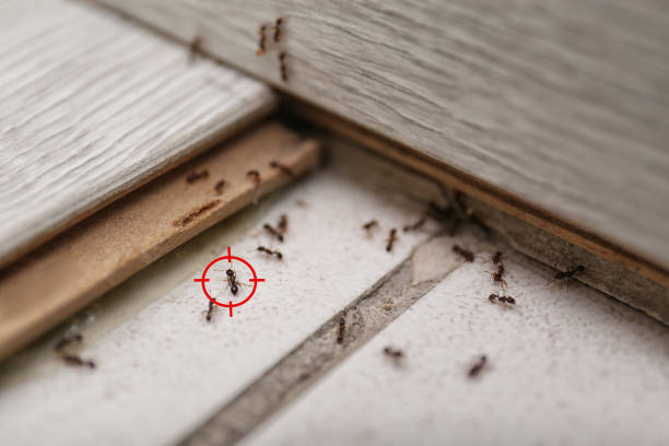 Best Affordable Pest Control Services  in Grandview, WA